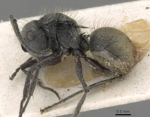 Polyrhachis appendiculata - CASENT0906740
