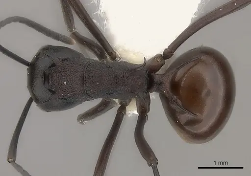 Polyrhachis arachne specimen