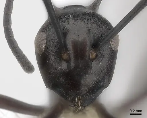 Polyrhachis arachne specimen