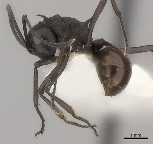 Polyrhachis arachne specimen