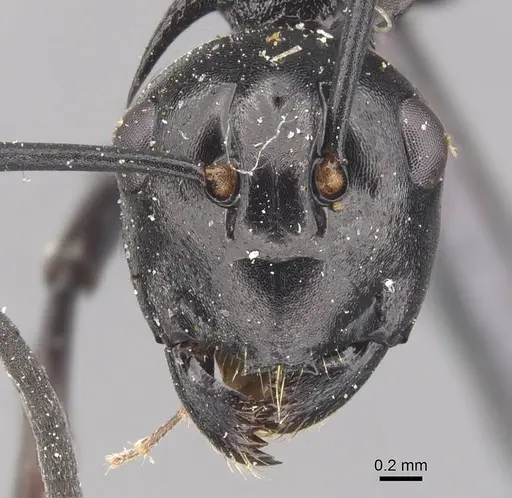 Polyrhachis arachne - CASENT0905640