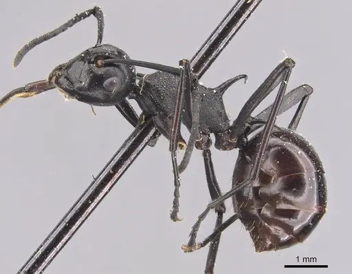 Polyrhachis arachne - CASENT0905640