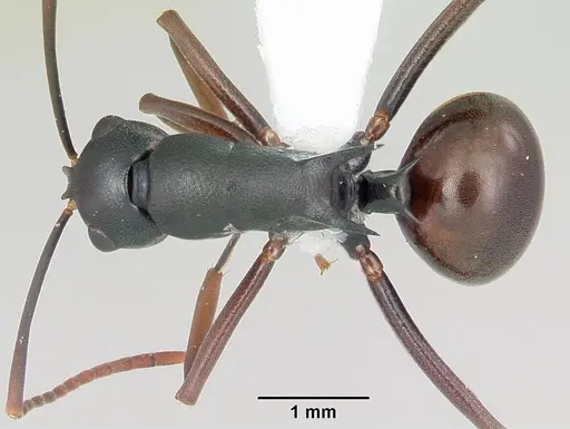Polyrhachis arborea specimen