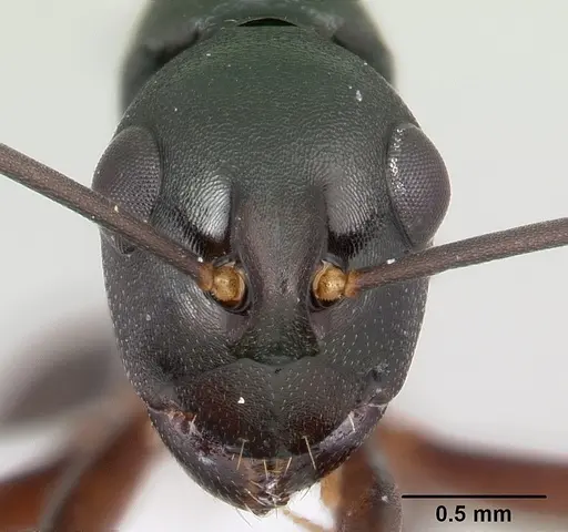 Polyrhachis arborea specimen