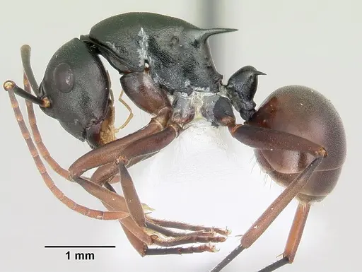 Polyrhachis arborea specimen