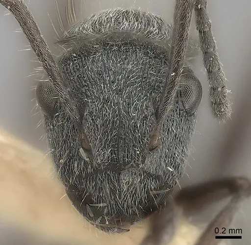 Polyrhachis arcuata specimen