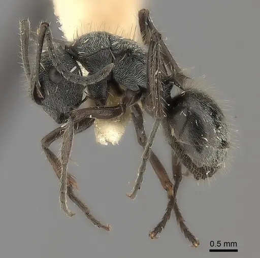 Polyrhachis arcuata specimen