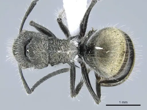 Polyrhachis arcuata - CASENT0740791