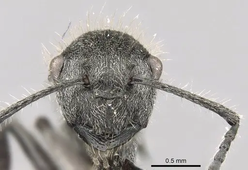 Polyrhachis arcuata - CASENT0740791