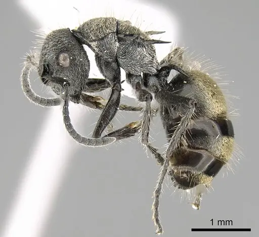 Polyrhachis arcuata - CASENT0740791