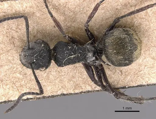 Polyrhachis arcuata - CASENT0905826