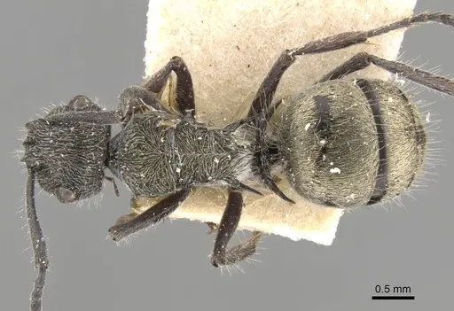 Polyrhachis arcuata - CASENT0906744