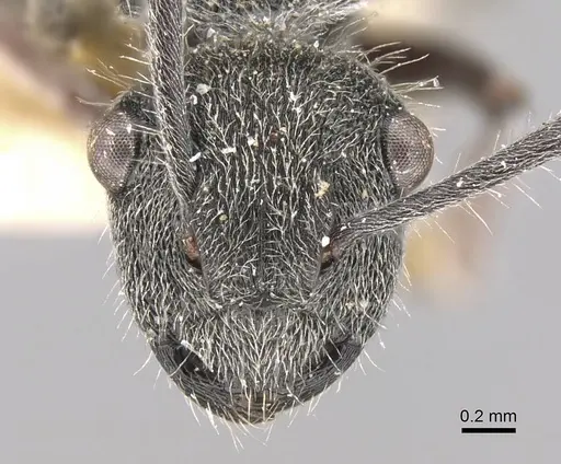 Polyrhachis arcuata - CASENT0906744