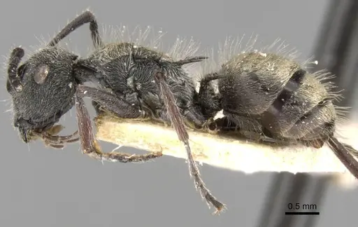 Polyrhachis arcuata - CASENT0906744