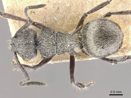 Polyrhachis arcuata - CASENT0910816