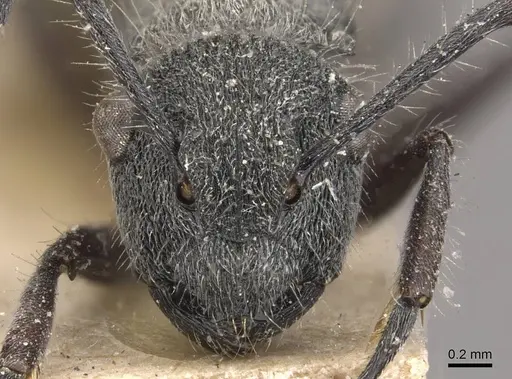 Polyrhachis arcuata - CASENT0910816