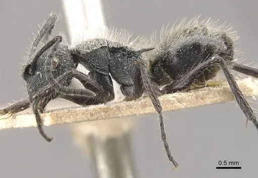 Polyrhachis arcuata - CASENT0910816