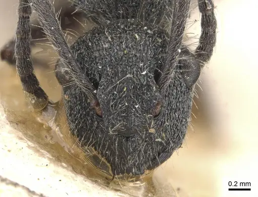 Polyrhachis arcuata - CASENT0910817