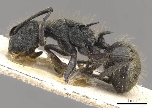 Polyrhachis arcuata - CASENT0910817