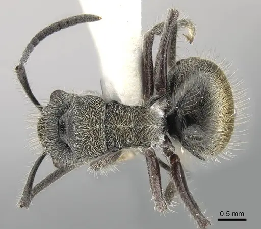 Polyrhachis arcuata - CASENT0919883