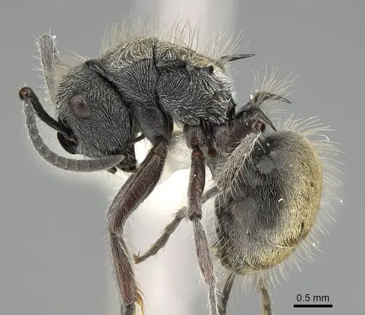 Polyrhachis arcuata - CASENT0919883