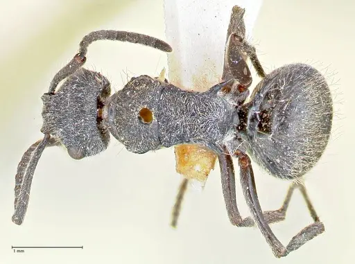 Polyrhachis arcuata - FOCOL2612