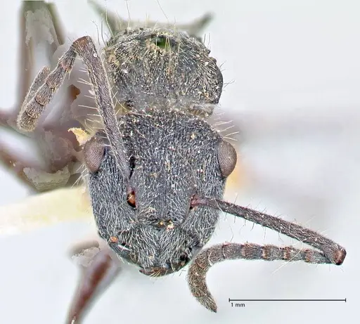 Polyrhachis arcuata - FOCOL2612