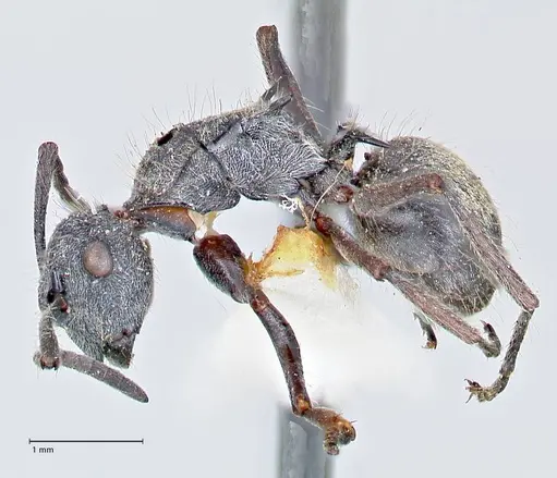 Polyrhachis arcuata - FOCOL2612