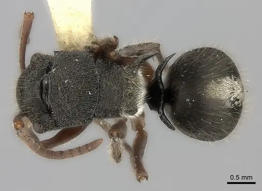 Polyrhachis argenteosignata specimen