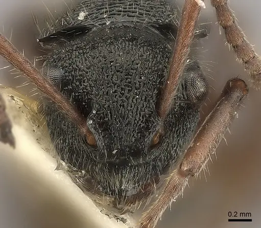 Polyrhachis argenteosignata specimen