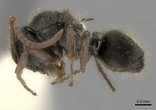 Polyrhachis argenteosignata specimen