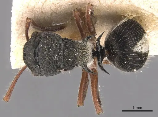 Polyrhachis argenteosignata - CASENT0905586