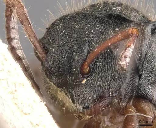 Polyrhachis argenteosignata - CASENT0905586