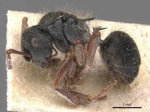 Polyrhachis argenteosignata - CASENT0905586