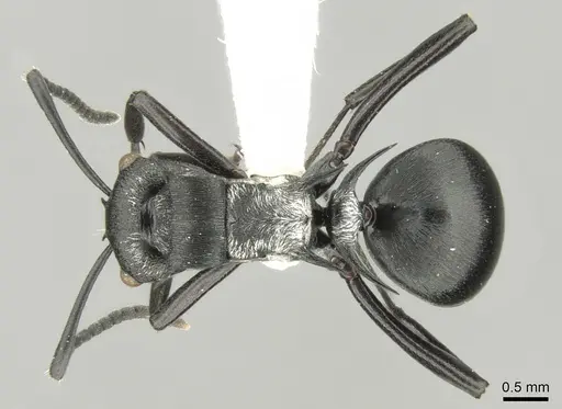 Polyrhachis argentosa specimen