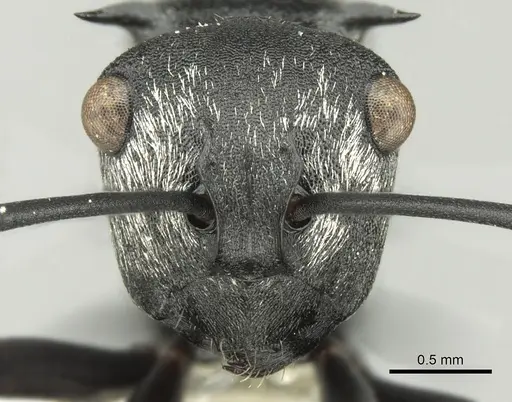 Polyrhachis argentosa specimen