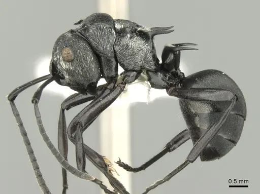 Polyrhachis argentosa specimen