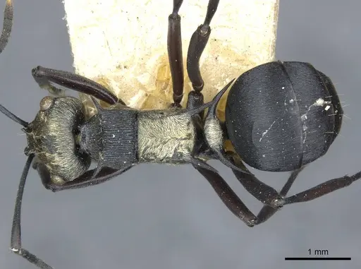 Polyrhachis argentosa - CASENT0910844