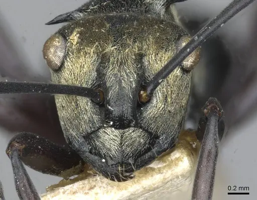 Polyrhachis argentosa - CASENT0910844