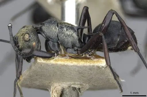 Polyrhachis argentosa - CASENT0910844