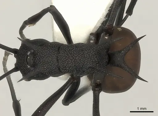 Polyrhachis armata specimen