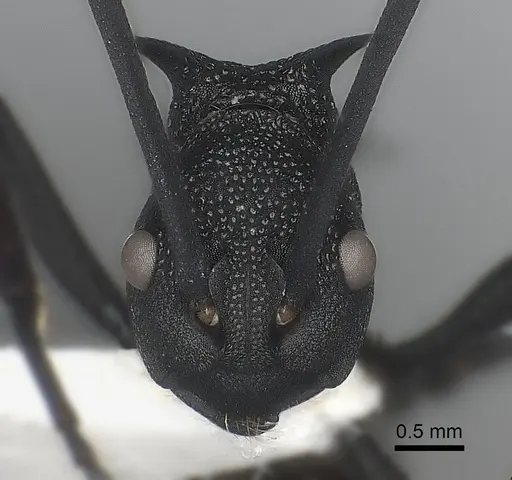 Polyrhachis armata specimen