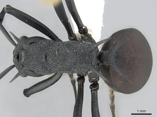 Polyrhachis armata - CASENT0281398