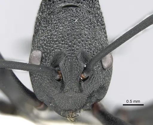 Polyrhachis armata - CASENT0281398