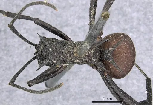 Polyrhachis armata - CASENT0901845