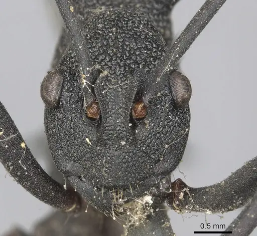 Polyrhachis armata - CASENT0901845