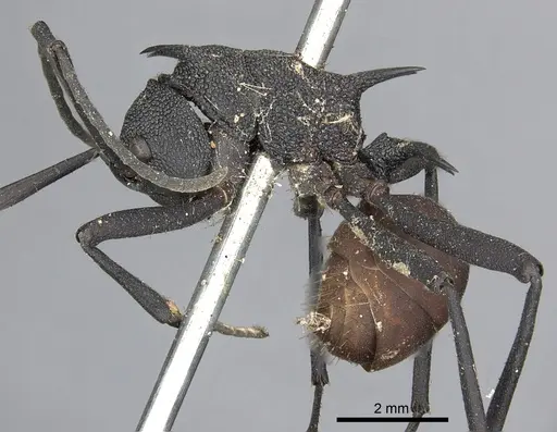 Polyrhachis armata - CASENT0901845