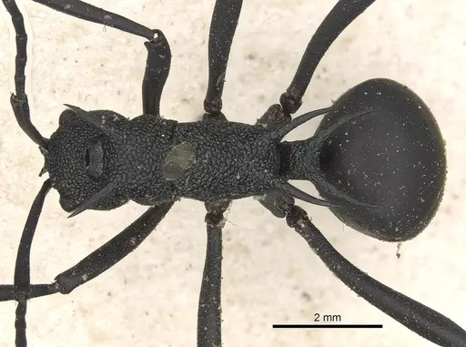 Polyrhachis armata - CASENT0901854