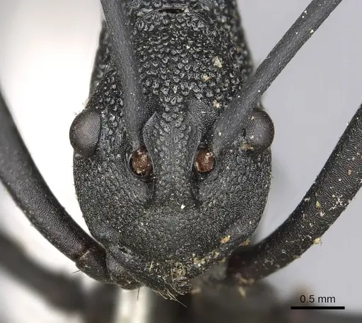 Polyrhachis armata - CASENT0901854