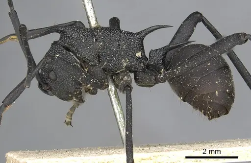 Polyrhachis armata - CASENT0901854